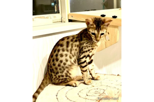成約済の茨城県のサバンナキャット-93399の2枚目